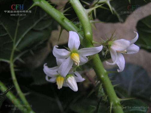 颠茄草（茄科植物）_百度百科