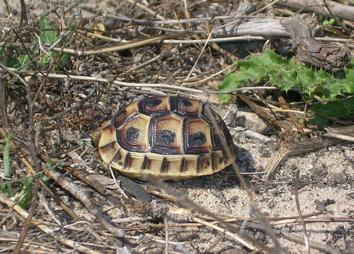  p>欧洲 a href="#">陆龟 /a>体型与体色的变异都很大,在 a href="#"