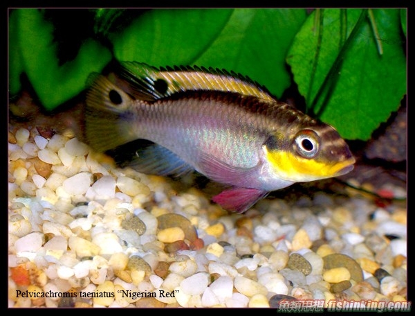  p>丽鱼科, i>cichlidae /i>, a href="#" data-lemmaid="1195405">