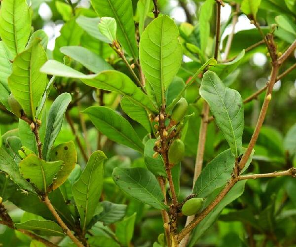 daniell)是山揽科神秘果属植物,多年生常绿灌木,树高3-4.