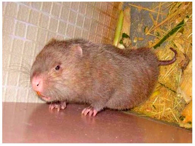 冬茅老鼠