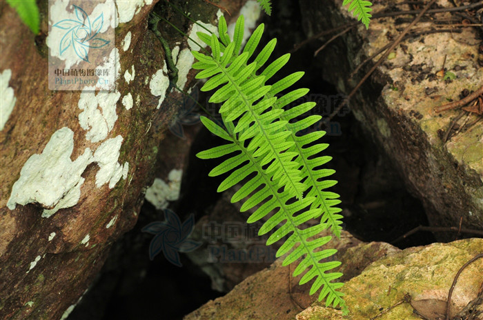  p> b>日本水龙骨 /b>(学名: b> i>polypodiodes niponica /i> /b>)