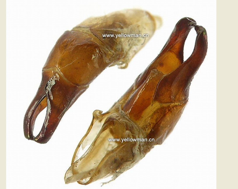  p>外生殖器(genitalia)是昆虫生殖系统的体外部分,是用以 a target="