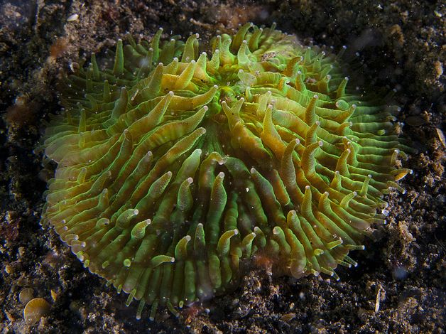  p>蕈珊瑚属(学名:fungia)是水螅型的单体或群体动物,共有25种.