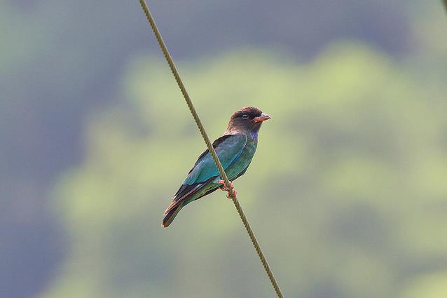  p>三宝鸟(学名: i>eurystomus orientalis /i>)佛法僧科三宝鸟属的