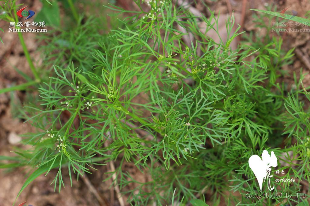  p>细叶芹,一年生草本,是常见的农田杂草之一,常生长在小麦,玉米,大豆