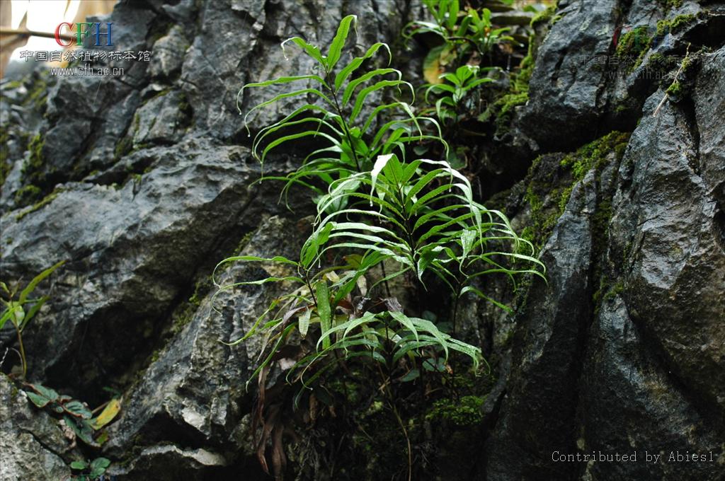 phymatosorus pic. serm.