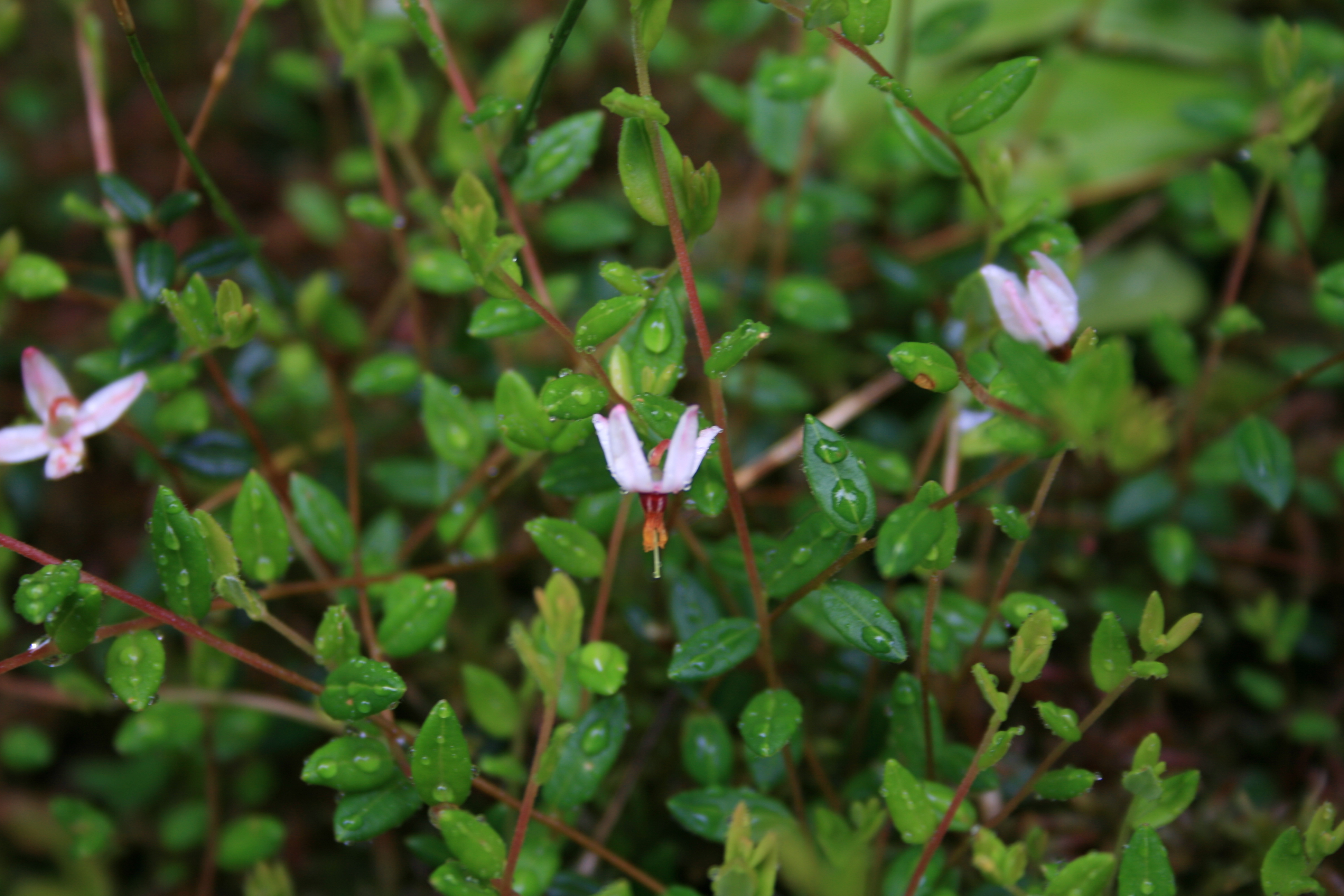 vaccinium oxycoccos linn.