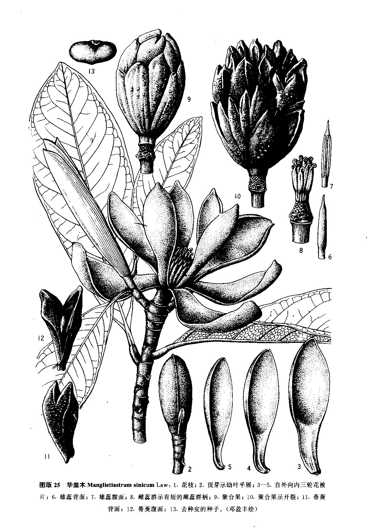  p>华盖木,常绿大乔木,高可达40米,胸径120厘米.