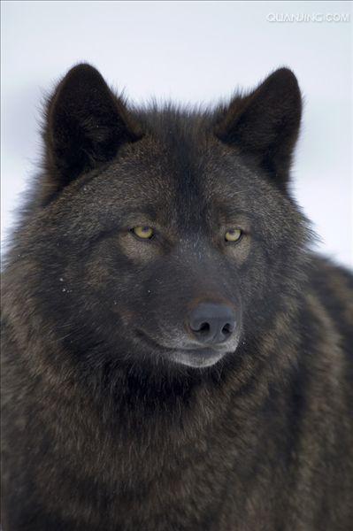eastern canadian red wolf