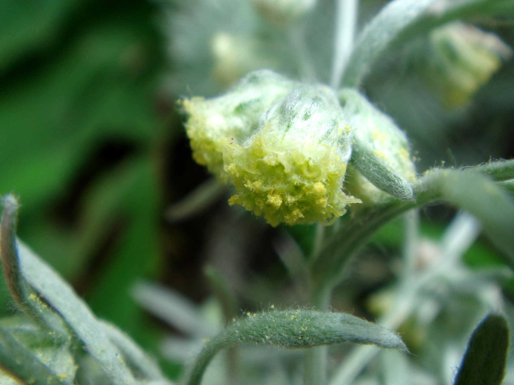  p data-id="gnwmdk0zcw">朝雾草( i>artemisia