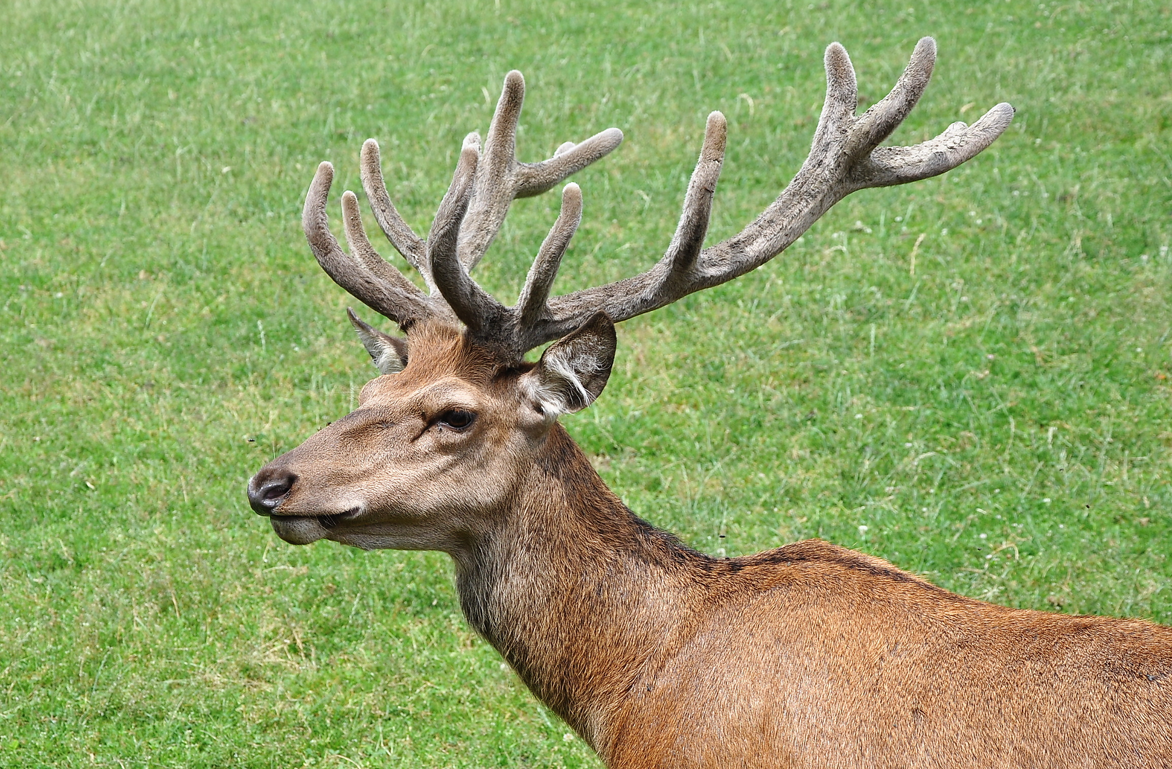  p>欧洲马鹿(学名: i>cervus elaphus /i>):是鹿科,鹿属的动物.