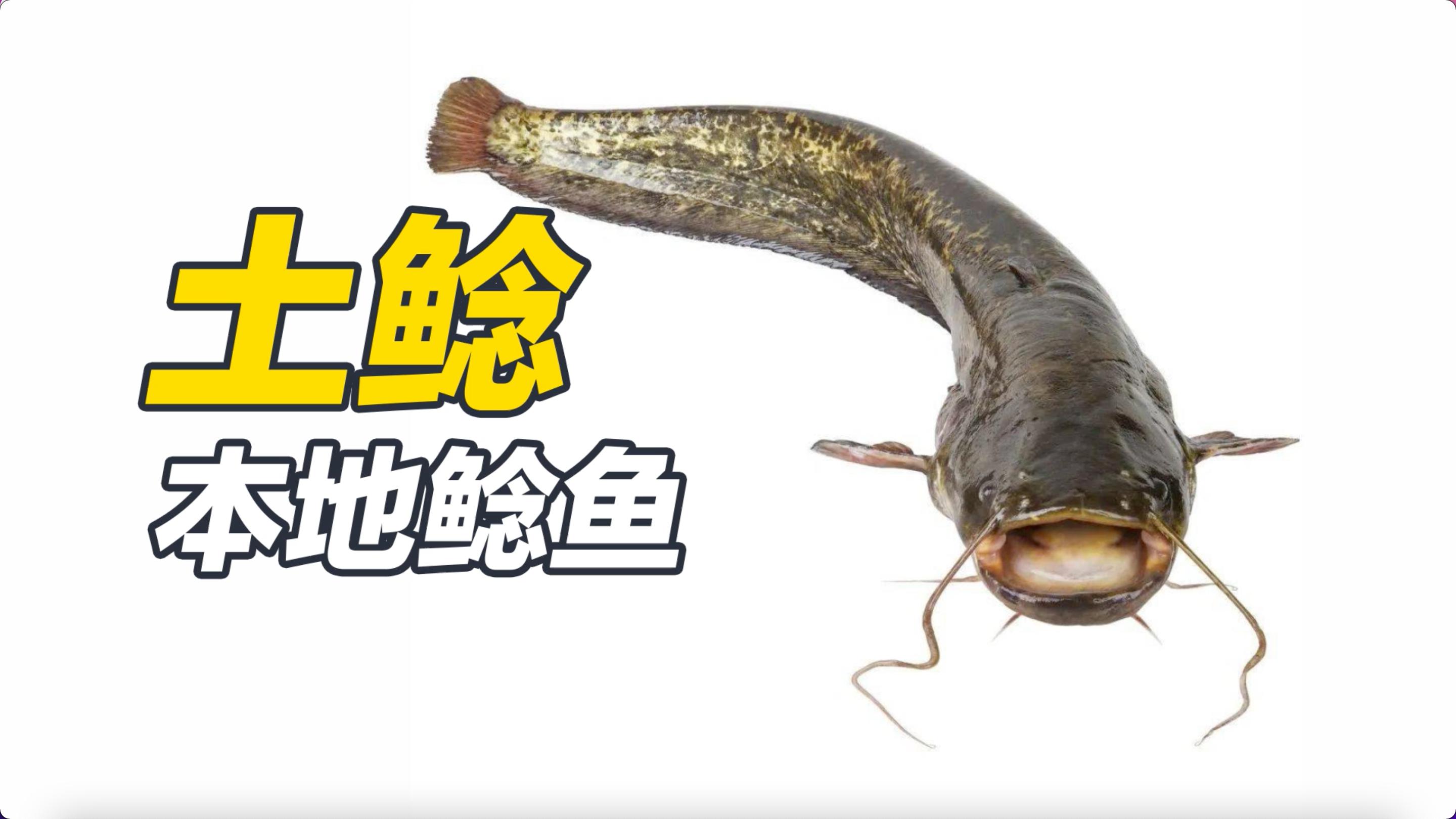 土鲶，也就是本地鲶鱼