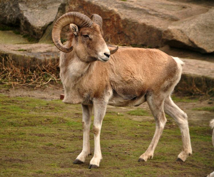 class="ref" data-ctrid="thndlkpdides">盘羊,又称大头弯羊,大角羊