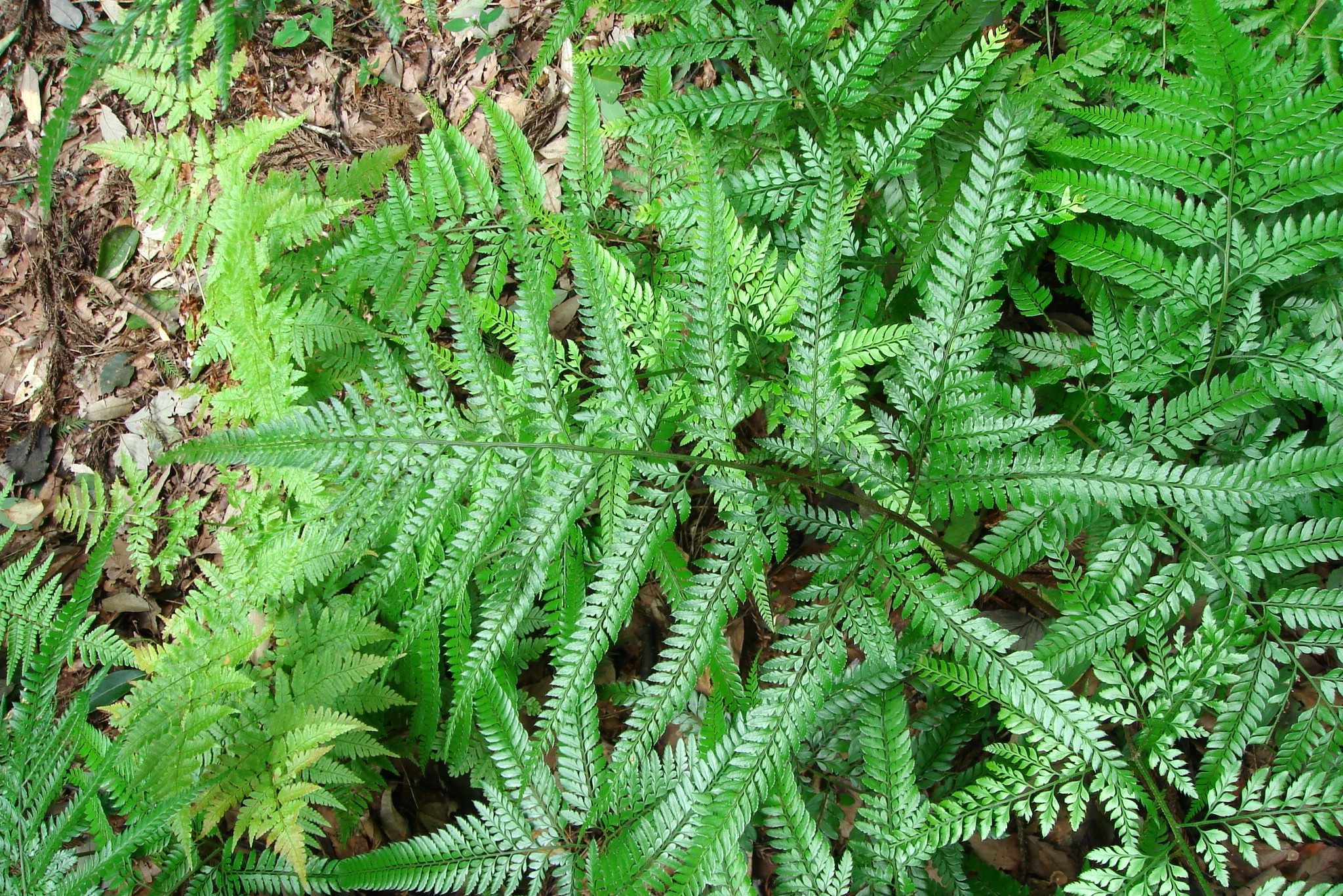  p>刺头复叶耳蕨(学名: i>arachniodes aristata /i> (g. forst.