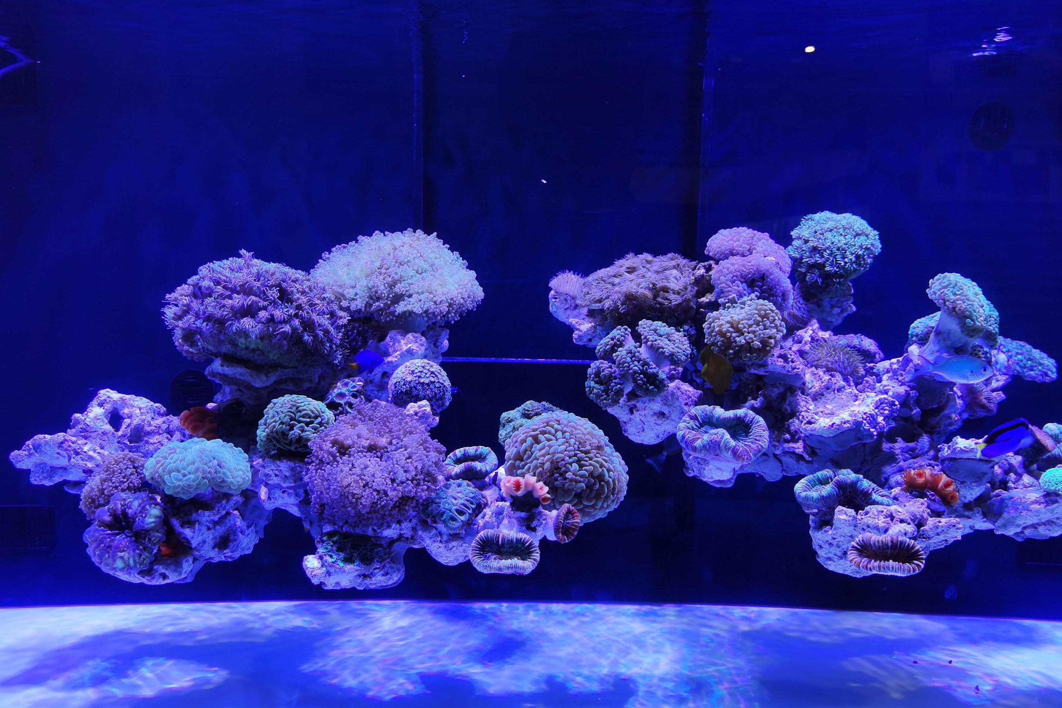 茂名红珊瑚水族馆