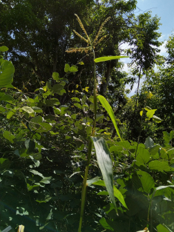 大刍草（禾本科玉蜀黍属多年生草本植物）_百度百科