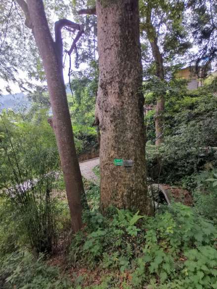 楠木（樟科楠属植物）_百度百科