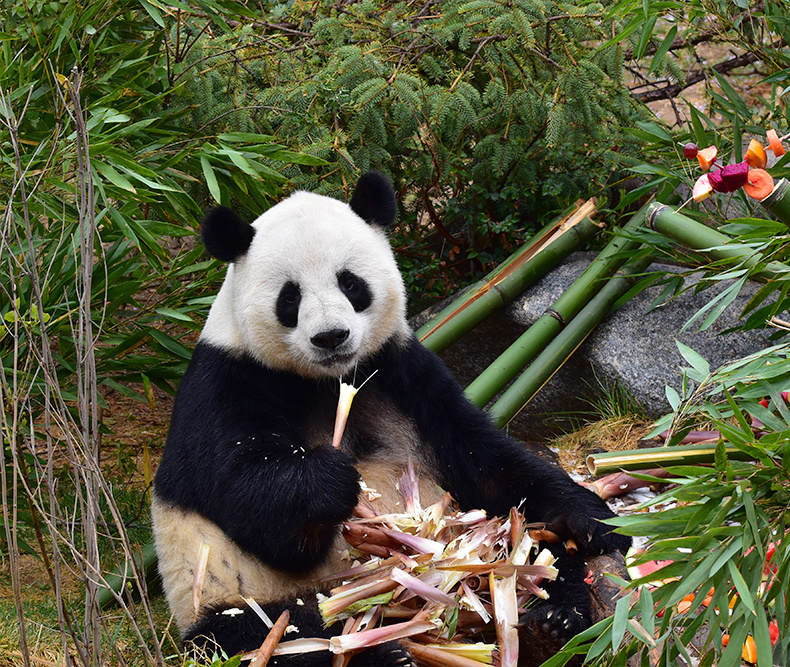  p data-id="tchdzbunl8ik">和兴,雄性大熊猫,谱系号875,2013年7月23