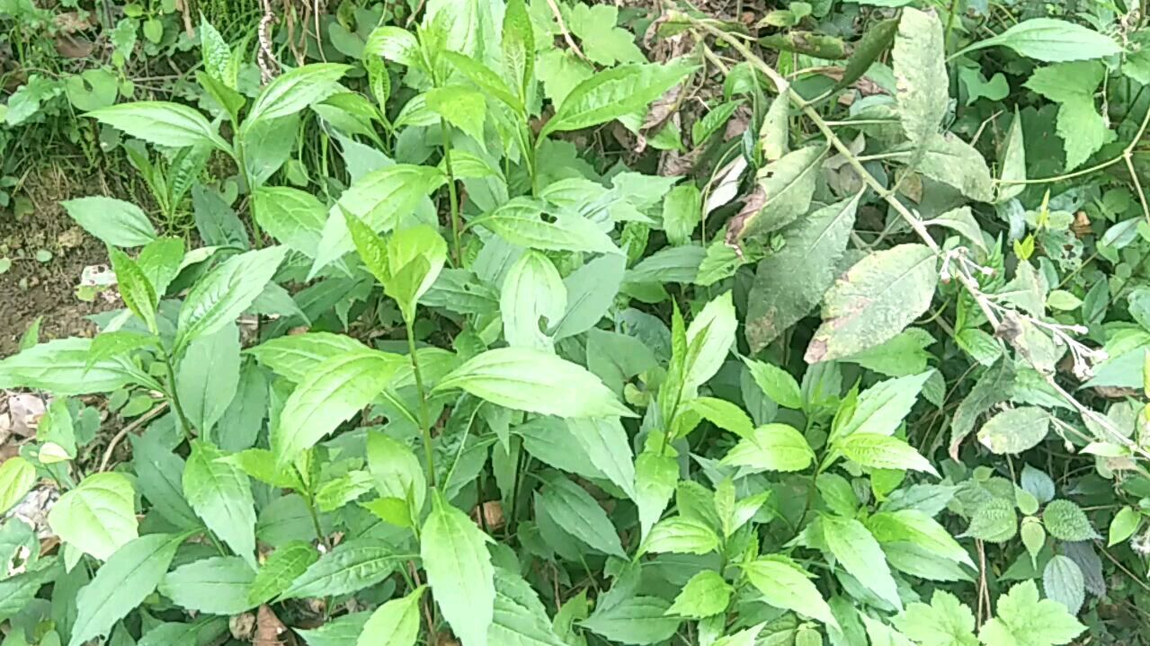大叶柴胡_百度百科