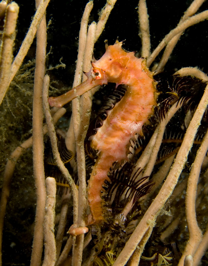 hippocampus  histrix