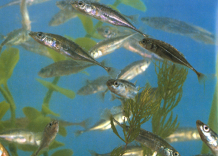  p>中华多刺鱼(学名: i>pungitius sinensis /i>)是刺鱼科,多刺鱼属的