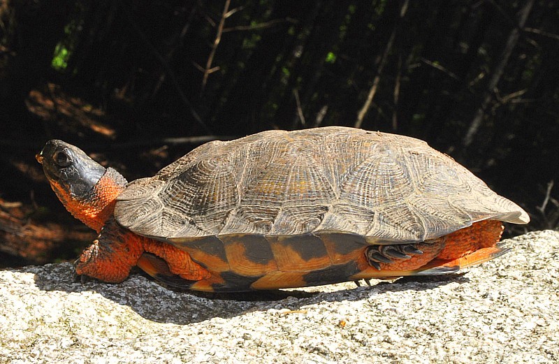  p>木雕水龟(学名: i>glyptemys insculpta /i>)是龟科,木雕水龟属