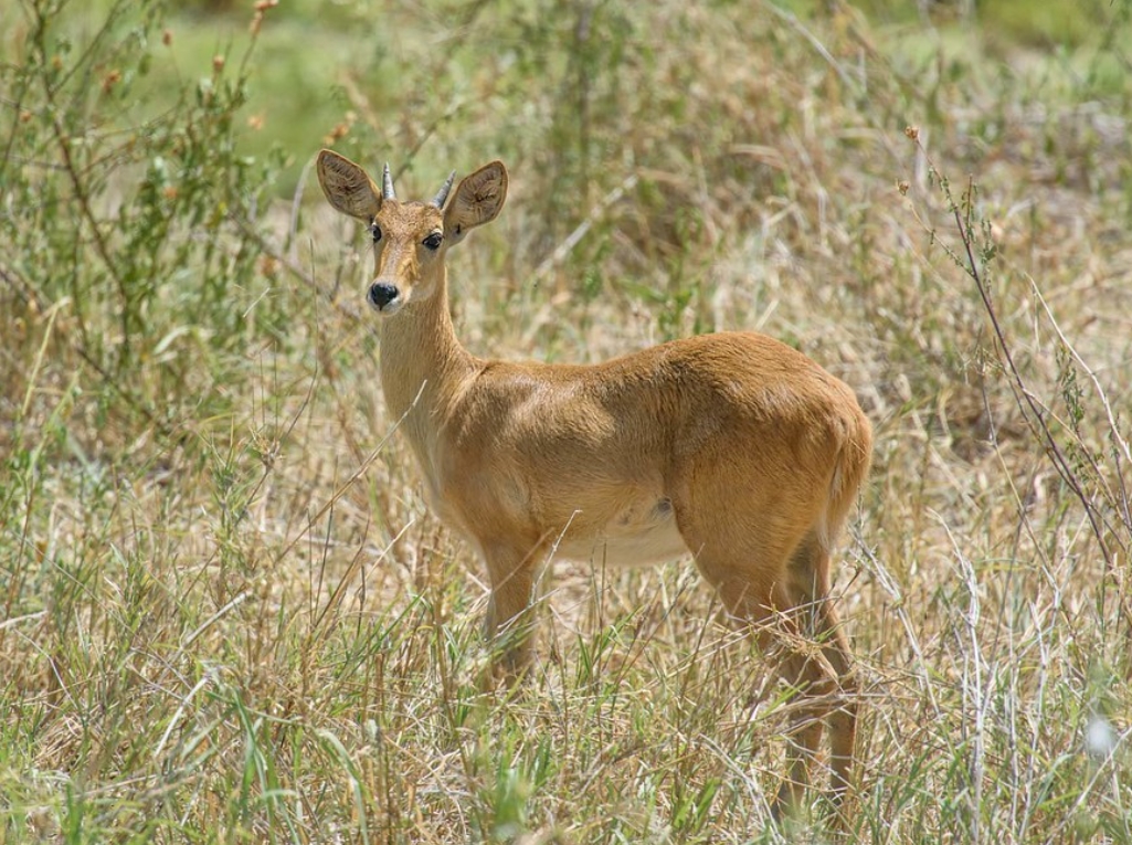 common reedbuck