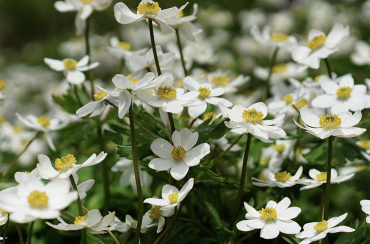 anemone cathayensis kitag.