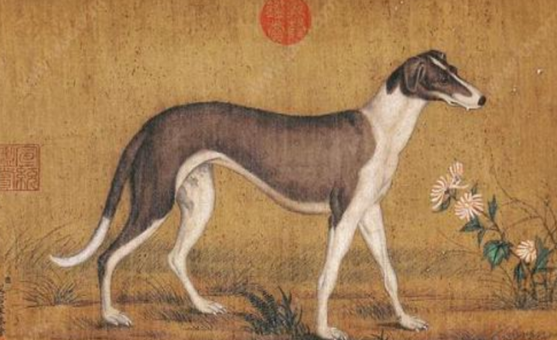 山东细犬：曾经的我满载荣耀，如今的我几近灭绝_百科TA说