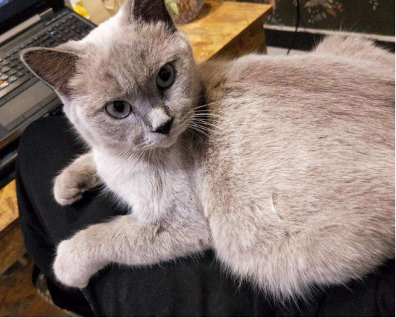 重点色英国短毛猫的起源及基因遗传 百科ta说