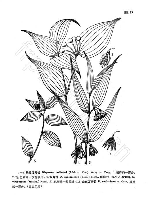 万寿竹