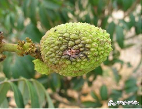 铲除荔枝灾星，荔枝细蛾的防治应用，荔枝与龙眼果树的救命符_百科TA说