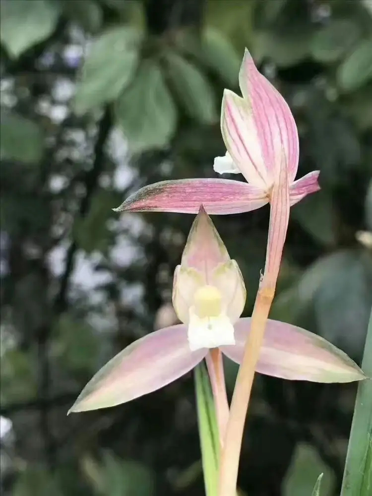  p data-id="ajvyqkt">天女散花zj04是一种木樨科,木犀属植物. /p>