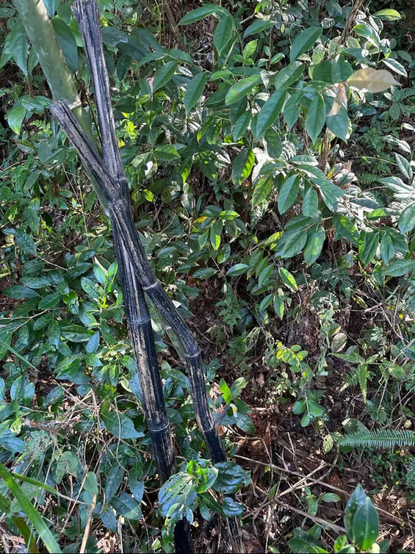 仙人杖_百度百科