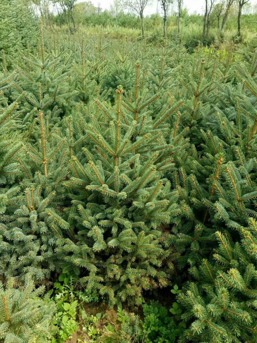 青海云杉嫁接无性系66号