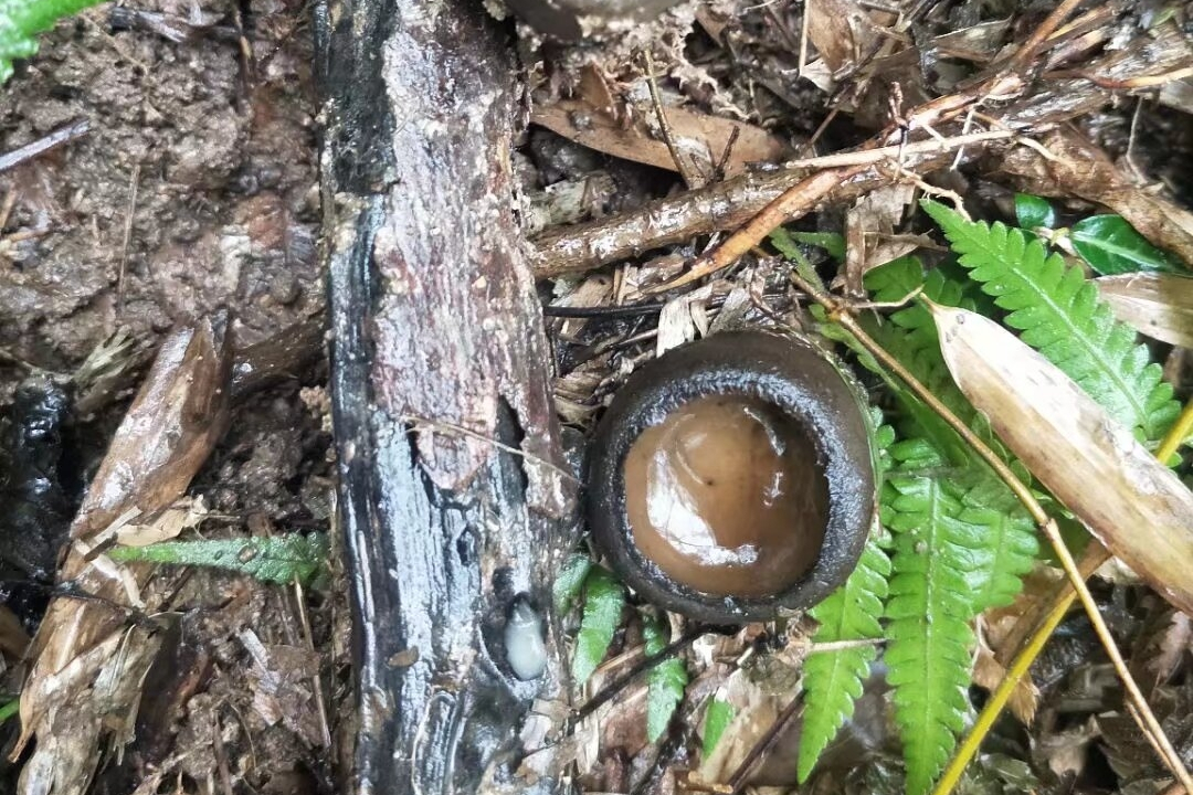 污胶鼓菌