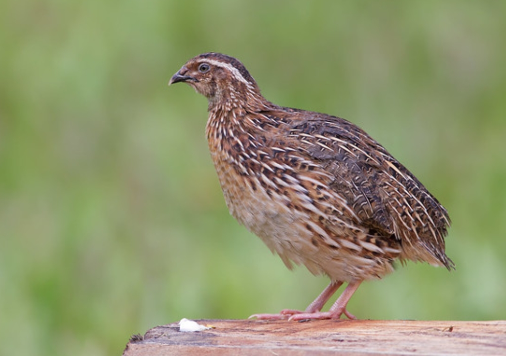 coturnix japonica