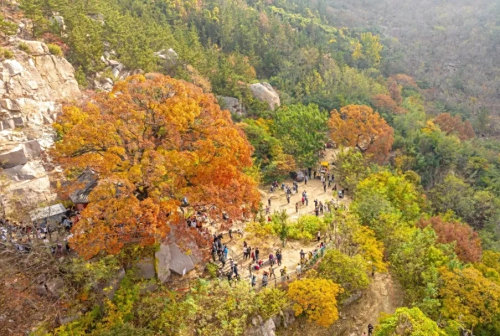 崂山景区元宝槭古树