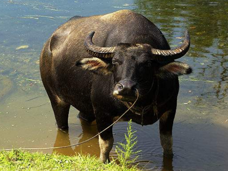 水牛