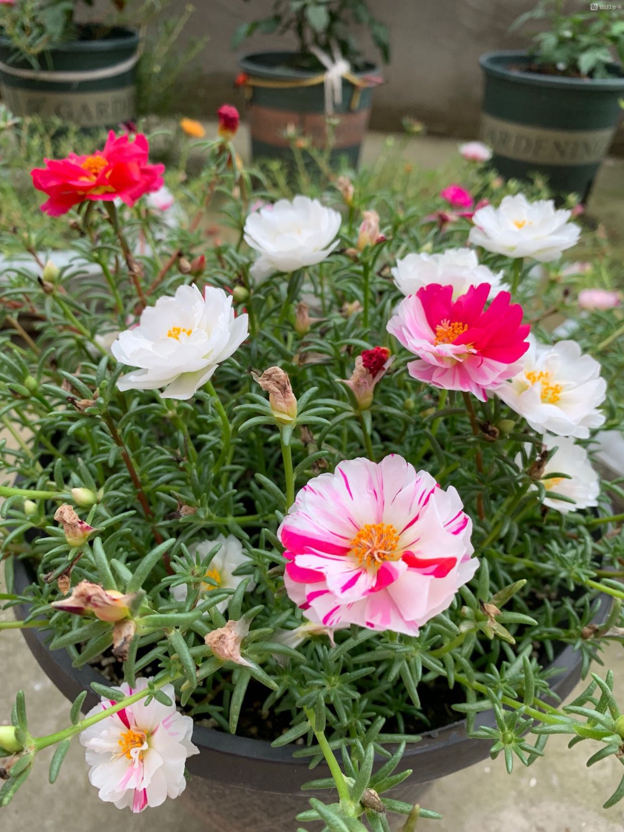 盆栽太阳花 做好5点 爆盆很简单 看一眼就爱上它了 百科ta说