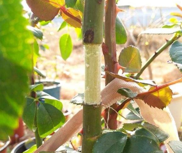 月季花如何进行高枝压条繁殖，有什么技巧？_百科TA说
