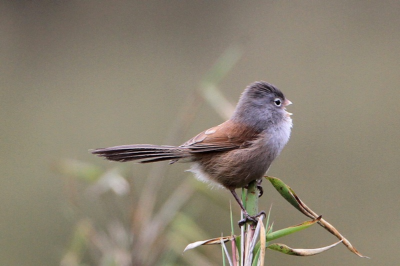  p>暗色鸦雀(学名: i>sinosuthora zappeyi /i>)是莺科,鸦雀属小型