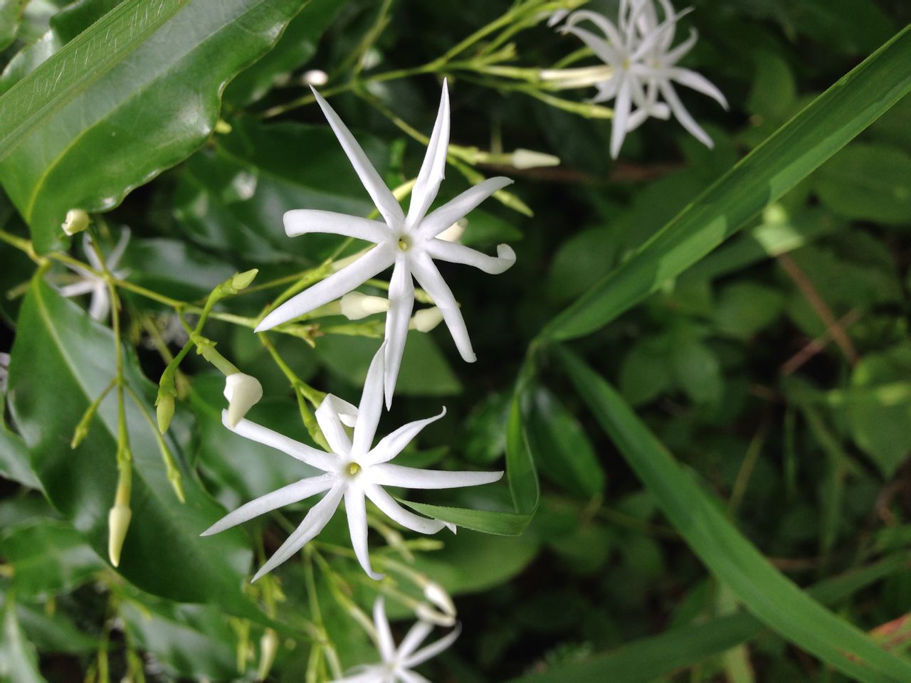  p>青藤仔,是 a target="_blank" href="/item/双子叶植物纲/229183"