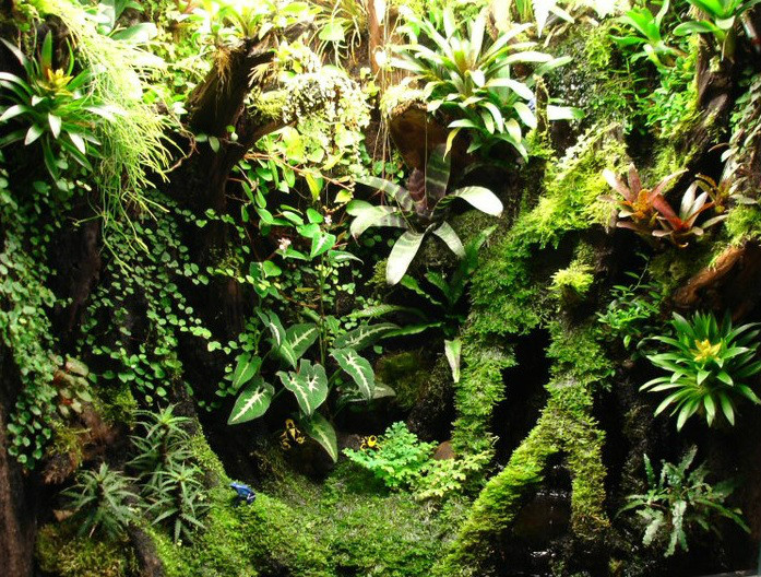 热带雨林缸