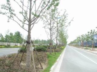 坐落于浦东新区人民西路延伸段的南面(近南六公路)