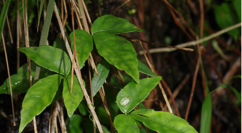 三叶崖爬藤