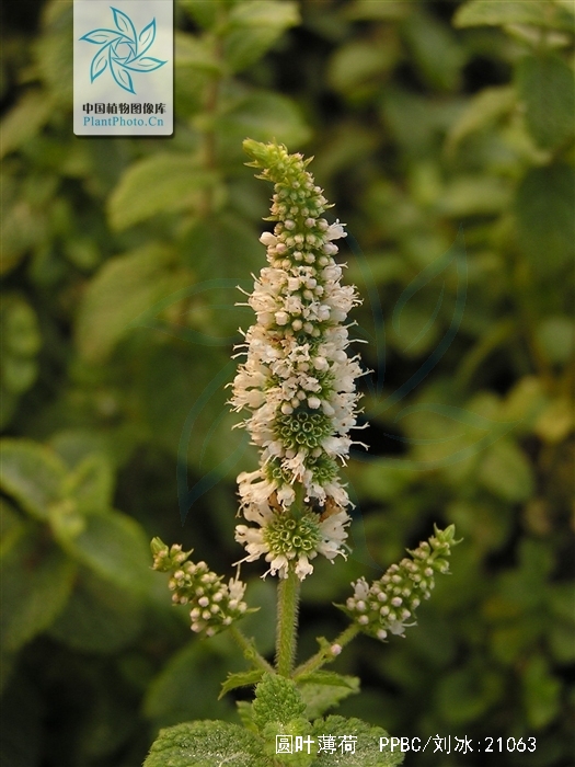 留兰香圆叶薄荷