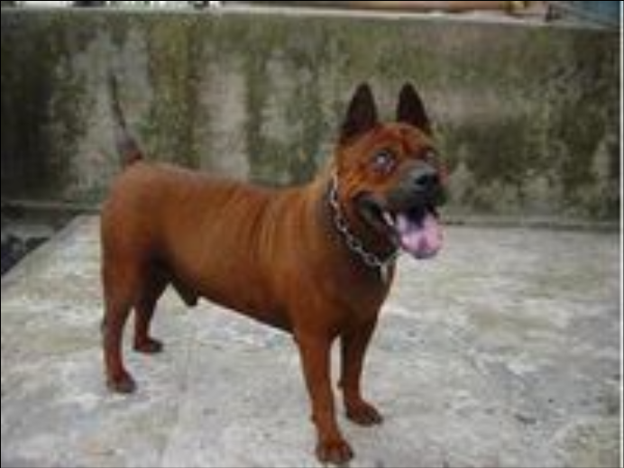  p>川东猎犬又称邻水狗,起源于四川东部邻水周边地区,性格外向,勇敢有