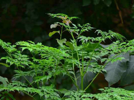 幌伞枫（五加科幌伞枫属植物）_百度百科